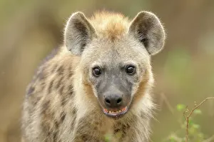 Riverine: Spotted Hyena