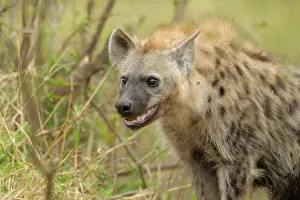 Riverine: Spotted Hyena