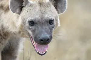 Limpopo: Spotted Hyena