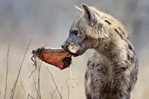 Limpopo: Spotted Hyena