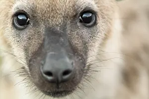 Limpopo: Spotted Hyena