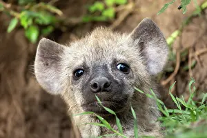 Parc: SPOTTED HYENA