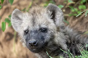 Parc: SPOTTED HYENA