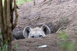 Parc: SPOTTED HYENA