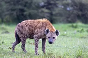 Parc: SPOTTED HYENA