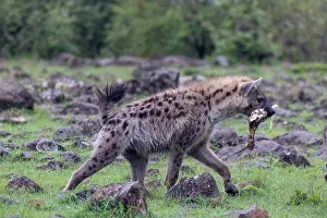 Parc: SPOTTED HYENA