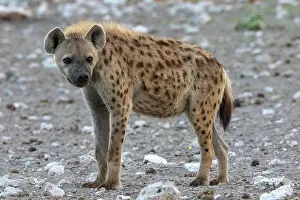 Single Animal: SPOTTED HYENA
