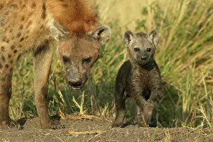 Hyenas: Spotted Hyena adult and young Masai Mara Kenya Africa