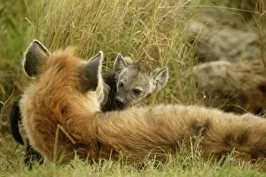Hyenas: Spotted Hyena adult and young Masai Mara Kenya Africa