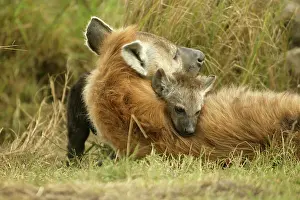 Embrace: Spotted Hyena adult and young Masai Mara Kenya Africa