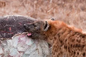 Hyeana: Spotted Hyena - breaking into hippo carcass