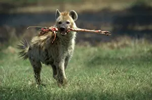 Hyenas: Spotted hyena carrying leg