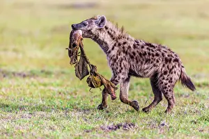 Remains: Spotted Hyena carrying remains of kill