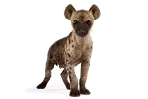 Scavengers: Spotted hyena (Crocuta crocuta)