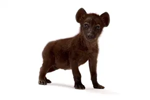 Scavengers: Spotted hyena (Crocuta crocuta)
