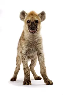 Smiles: Spotted hyena (Crocuta crocuta)
