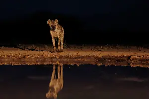 Sans Personne: spotted hyena (Crocuta crocuta)