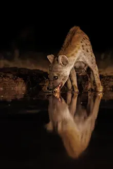 Sans Personne: spotted hyena (Crocuta crocuta)
