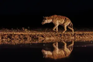 Mare: spotted hyena (Crocuta crocuta)