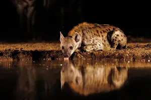Mare: spotted hyena (Crocuta crocuta)