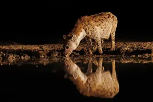 Mare: spotted hyena (Crocuta crocuta)