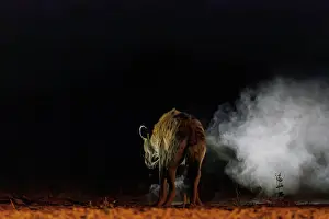 Mare: spotted hyena (Crocuta crocuta)