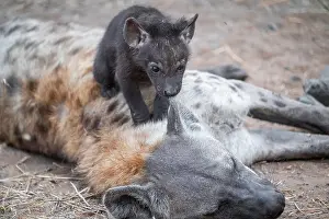 Ears: Spotted hyena (Crocuta crocuta)