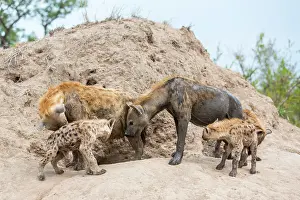 Termite: Spotted hyena (Crocuta crocuta), adult and young