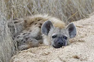Roadside: Spotted hyena (Crocuta crocuta), cub, lying on the