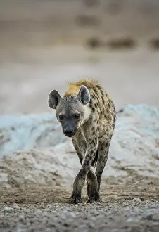 Hyena: A spotted hyena (Crocuta crocuta), Etosha National