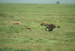 Hyena: Spotted Hyena, (Crocuta crocuta), hunting