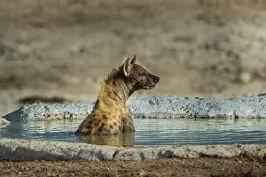 Hyena: Spotted hyena (Crocuta crocuta), also known as spotted