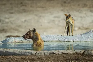Jackal: Spotted hyena (Crocuta crocuta), also known as spotted