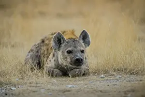 Hyena: Spotted hyena (Crocuta crocuta) lying in bush grass