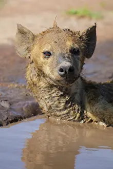 Cool: Spotted hyena (Crocuta crocuta) lying in a puddle