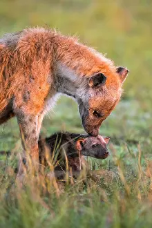 Groom: Spotted hyena (Crocuta crocuta) mother animal with