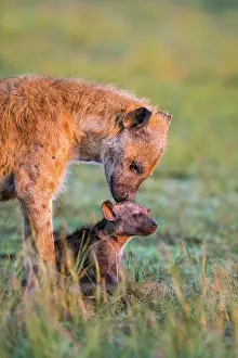 200819: Spotted hyena (Crocuta crocuta) mother animal with