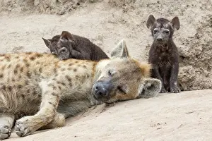 Termite: Spotted hyena (Crocuta crocuta), mother and young