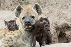 Termite: Spotted hyena (Crocuta crocuta), mother and young