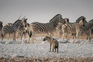 Zebra: Spotted hyena (Crocuta crocuta) and plains zebra