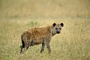 Hyena: Spotted Hyena, Crocuta crocuta, Serengeti