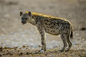Hyena: Spotted hyena (Crocuta crocuta), also spotted hyena