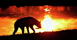 Kunene: Spotted hyena (Crocuta crocuta) in the sunrise