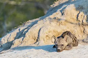 Termite: Spotted hyena (Crocuta crocuta), young at the burrow