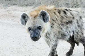 Mpumalanga: Spotted Hyena (Crocuta crocuta) young, South Af