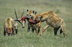 Hyenas: Spotted Hyena eating impala