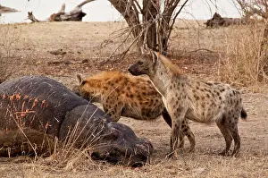 Hyeana: Spotted Hyena - feeding on dead hippo