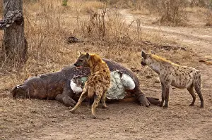 Hyeana: Spotted Hyena - feeding on dead hippo