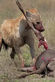 Stealing: Spotted Hyena - feeding on Wildebeest prey after