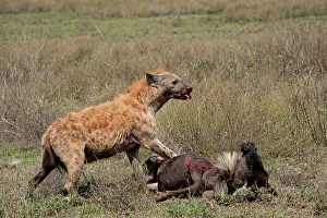 Stealing: Spotted Hyena - feeding on Wildebeest prey after